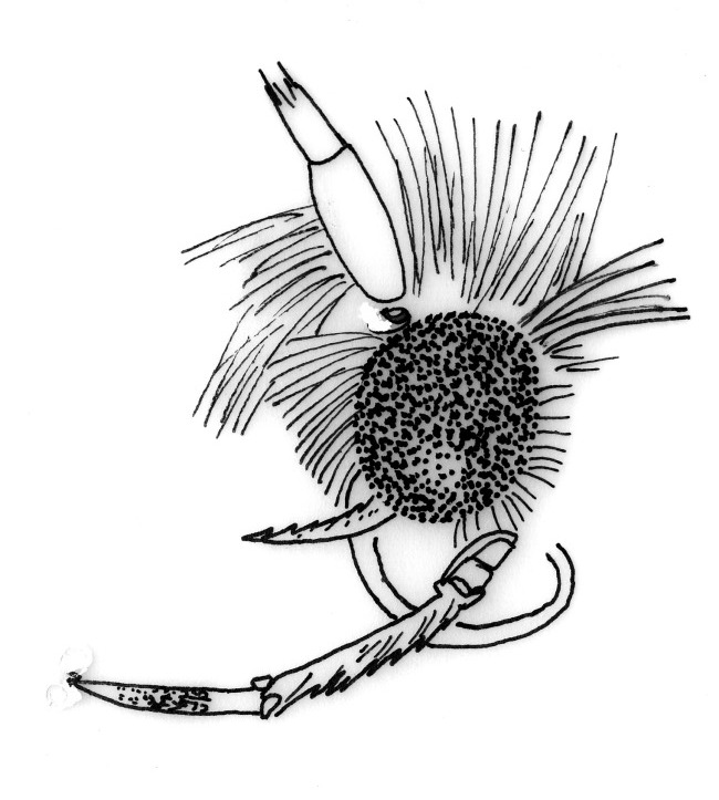 Labiale palp van Parornix anglicella (Gracillariidae).